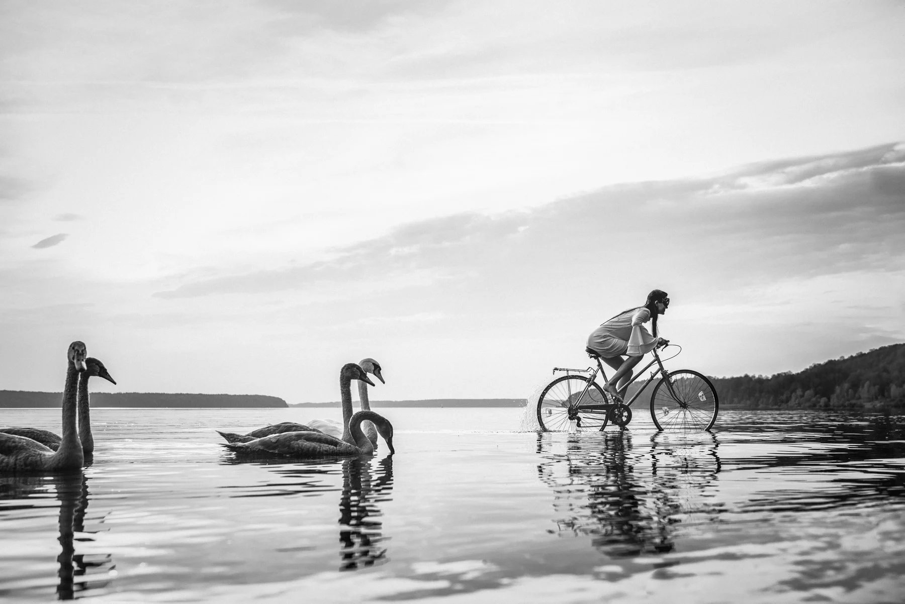 Swan Lake — A bicycle and swans share the same stretch of shallow water. Photograph by Albert Pocej, Perfectly Normal.