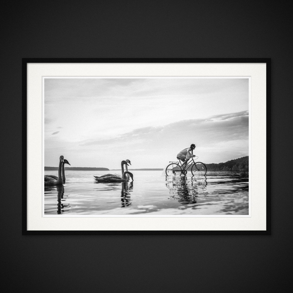Swan Lake — A bicycle and swans share the same stretch of shallow water. Framed edition by Albert Pocej.